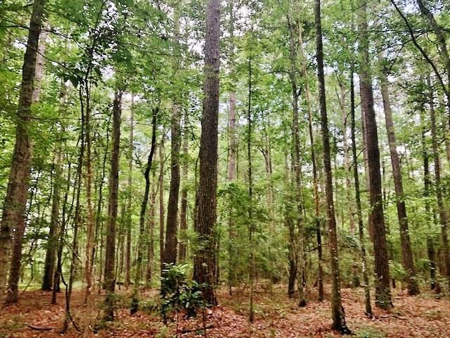 1100 Kenna Road Summit, MS 39666 - Photo 7 of 24 Photo 7