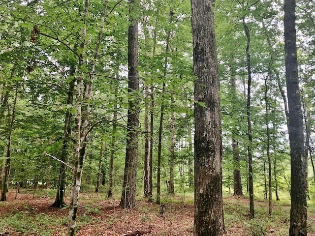 1100 Kenna Road Summit, MS 39666 - Photo 9 of 24 Photo 9