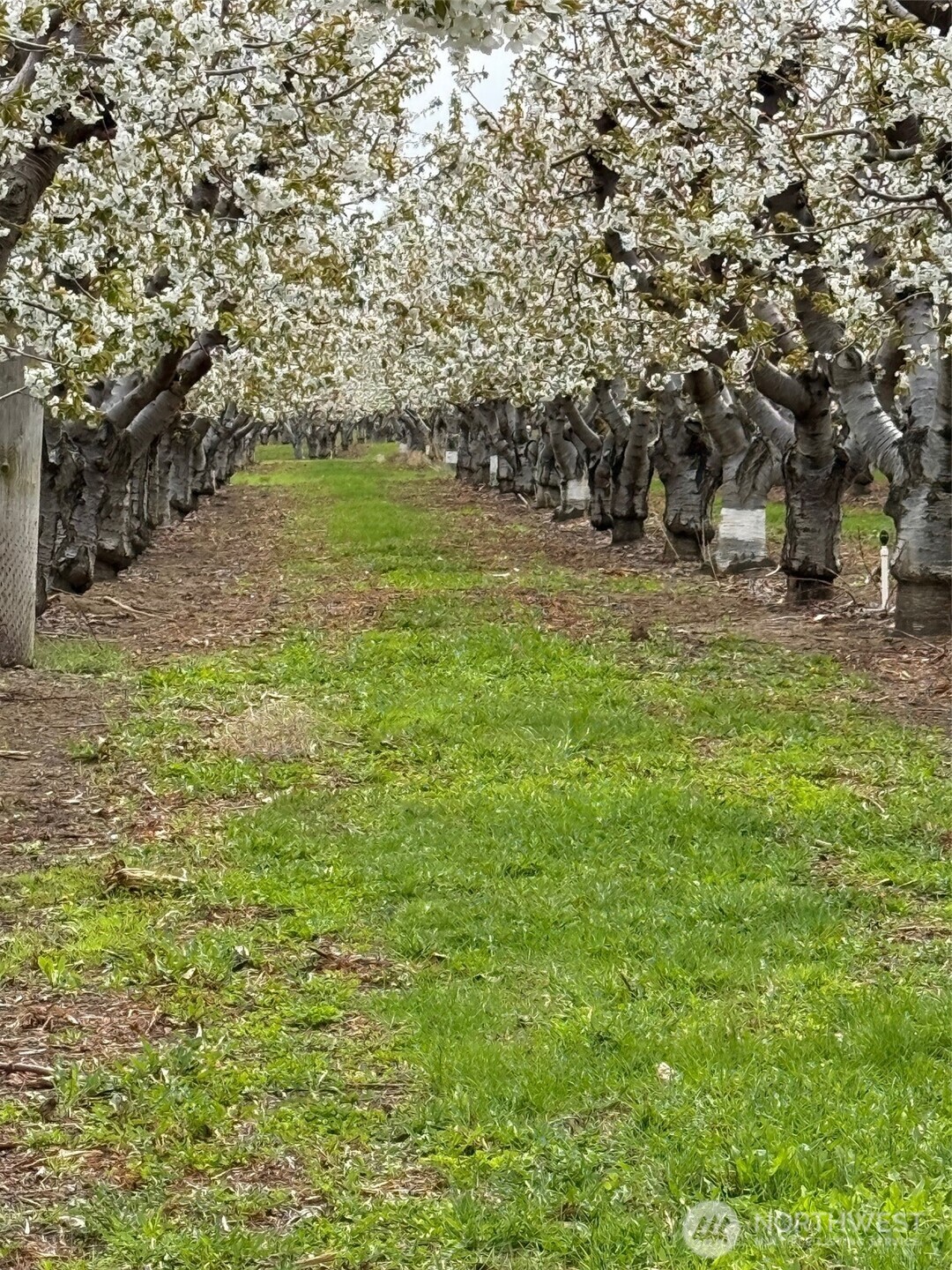 5814 Colockum Road Malaga, WA 98828 - Photo 38 of 40 a view of outdoor space and a yard