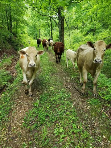 $1,245,000 | 7474 Nashville Highway, Dowelltown, TN 37059