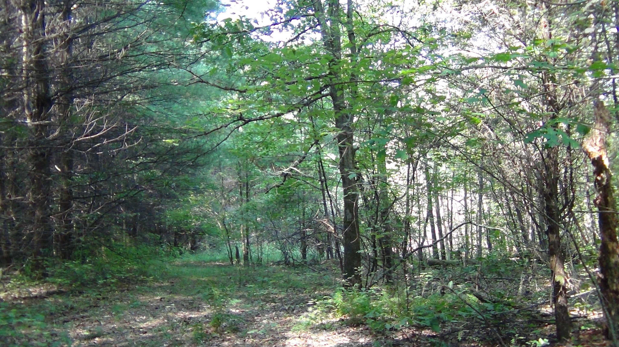 704 Annadel Road Lancing, TN 37770 - Photo 16 of 51 a big yard with lots of green space and trees