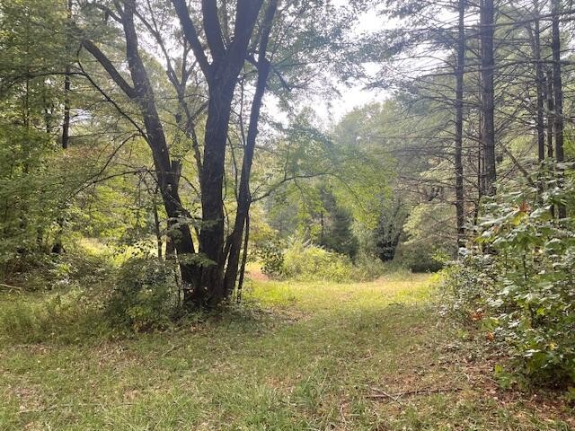 704 Annadel Road Lancing, TN 37770 - Photo 27 of 51 a view of a yard with large trees