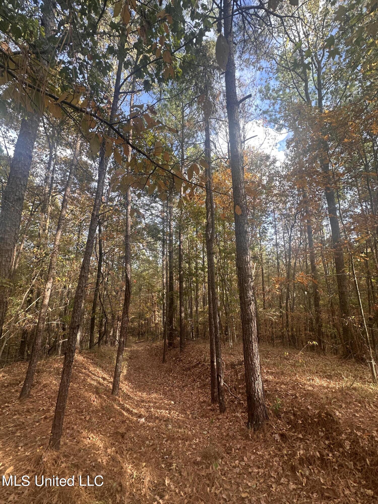 0 Salem Road Hazlehurst, MS 39083 - Photo 1 of 17 IMG_3263