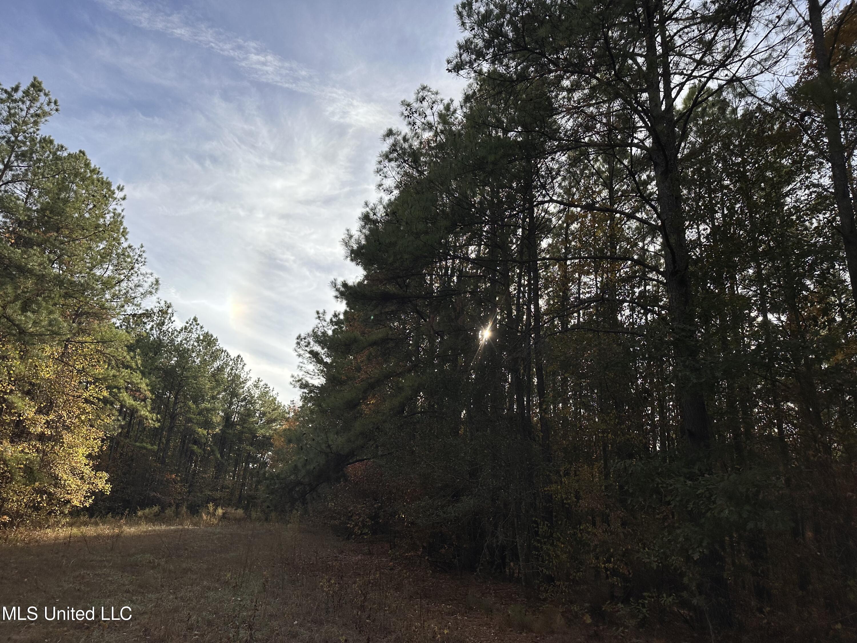 0 Salem Road Hazlehurst, MS 39083 - Photo 11 of 17 IMG_3277