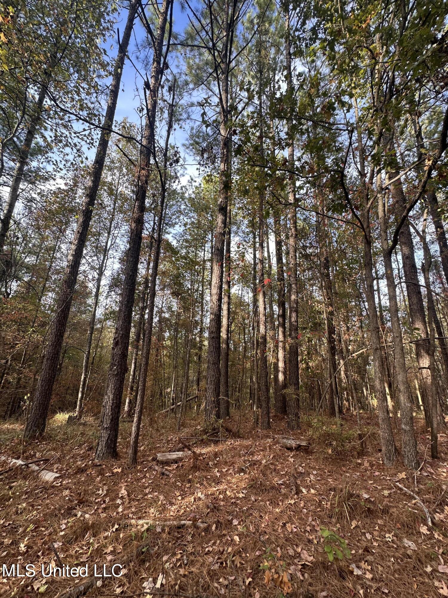 0 Salem Road Hazlehurst, MS 39083 - Photo 13 of 17 IMG_3281