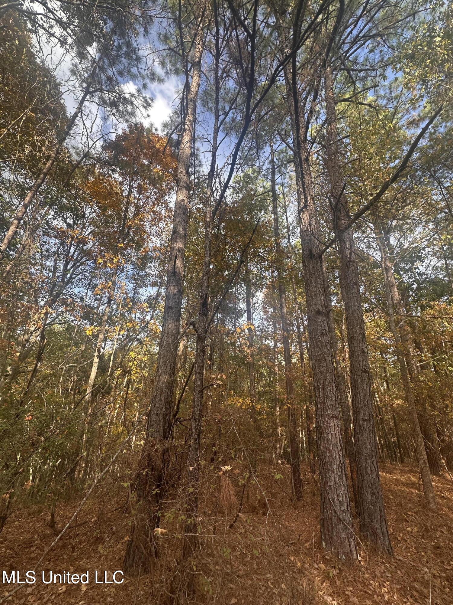 0 Salem Road Hazlehurst, MS 39083 - Photo 2 of 17 IMG_3262