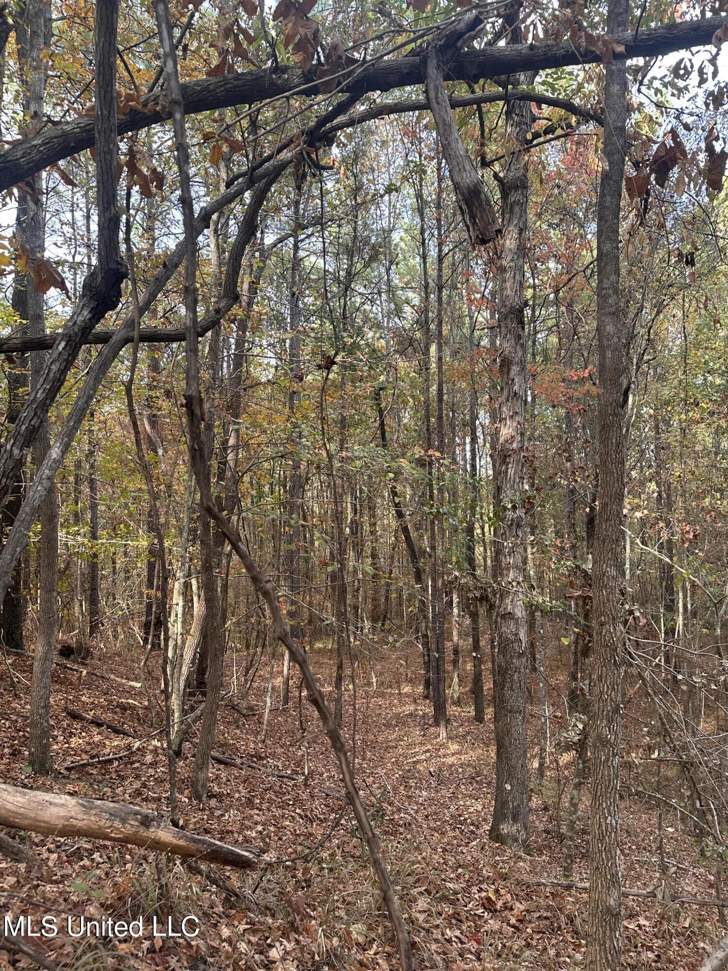 0 Salem Road Hazlehurst, MS 39083 - Photo 5 of 17 IMG_3265