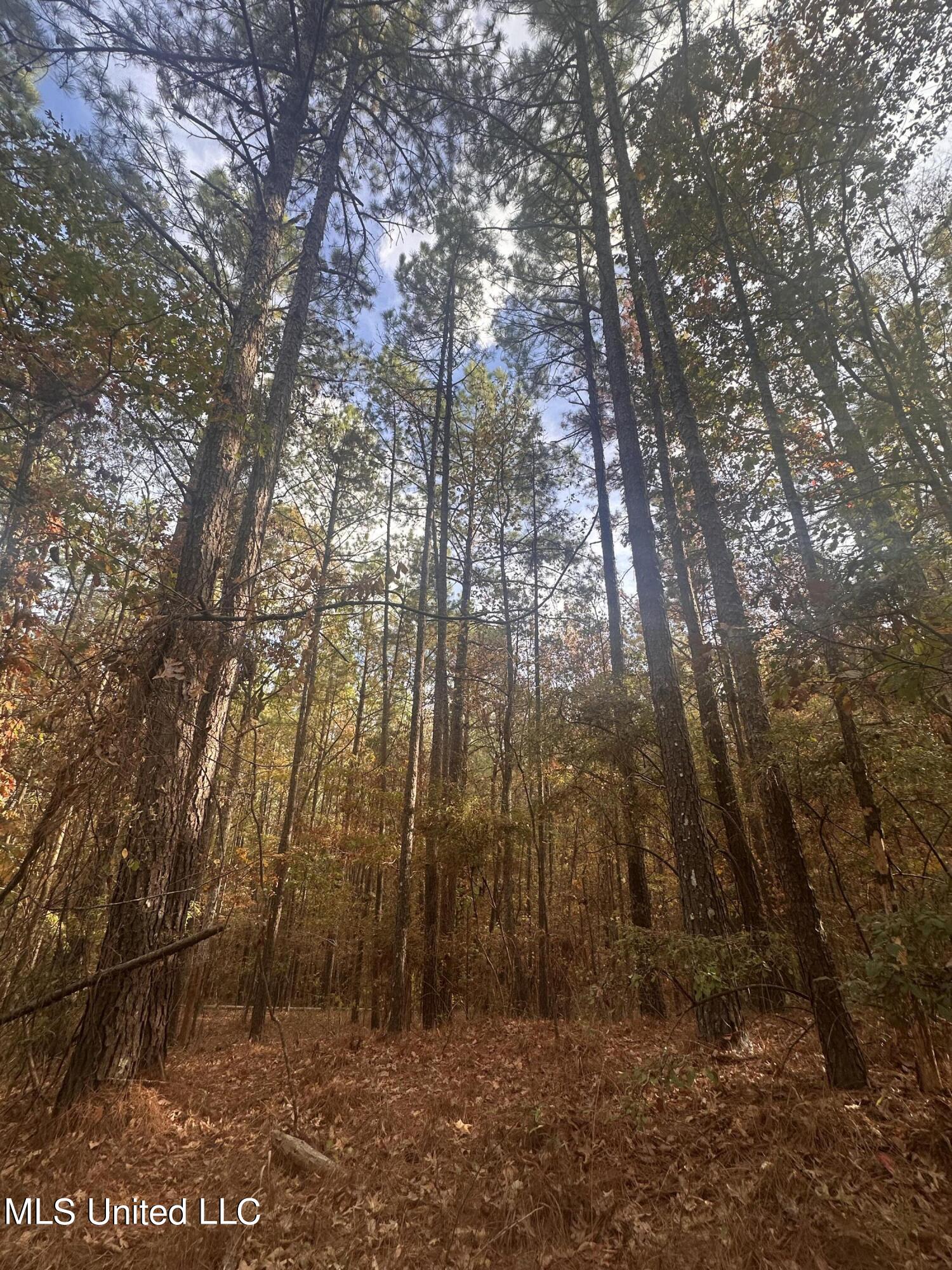0 Salem Road Hazlehurst, MS 39083 - Photo 6 of 17 IMG_3264