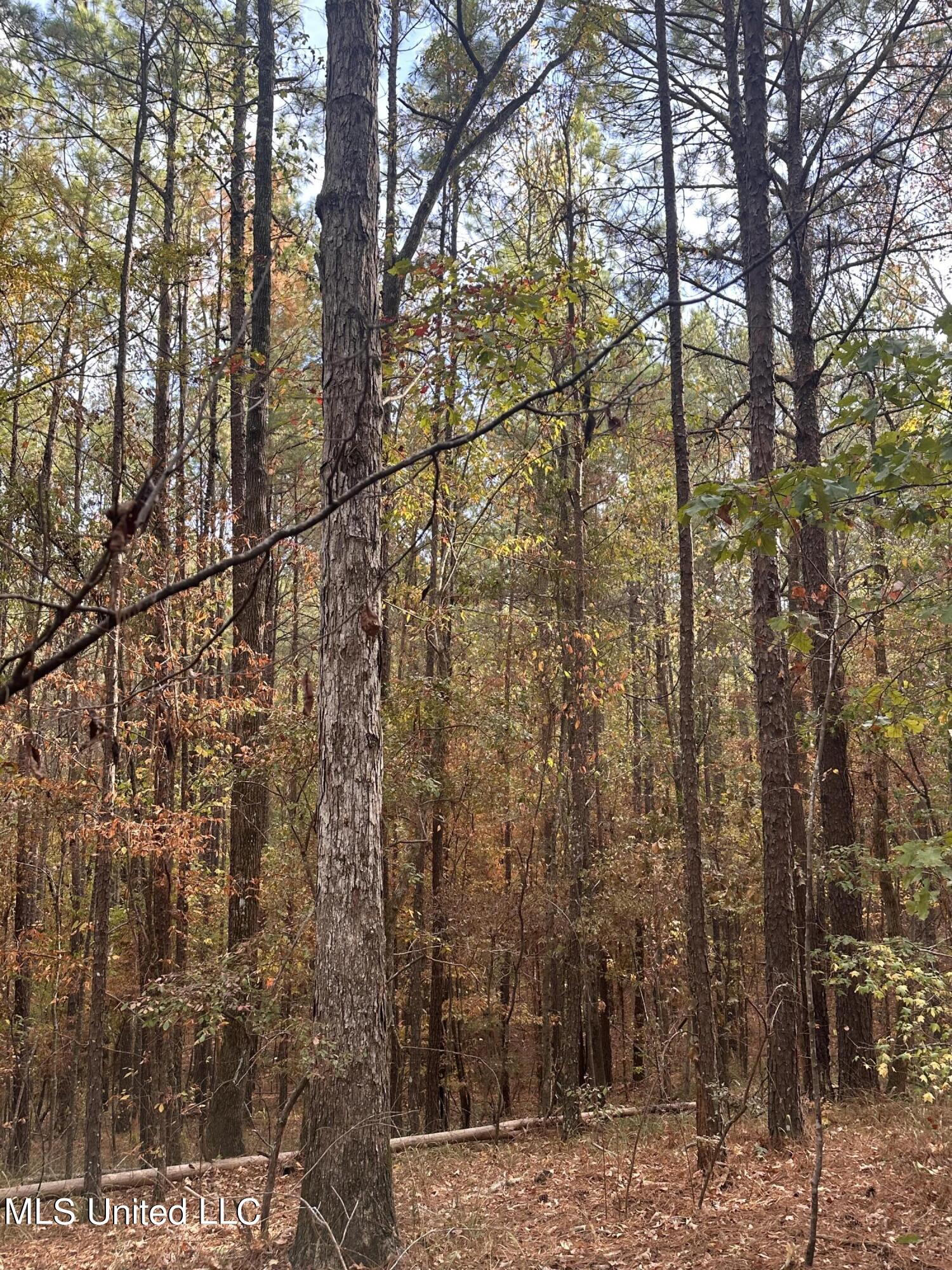 0 Salem Road Hazlehurst, MS 39083 - Photo 7 of 17 IMG_3267
