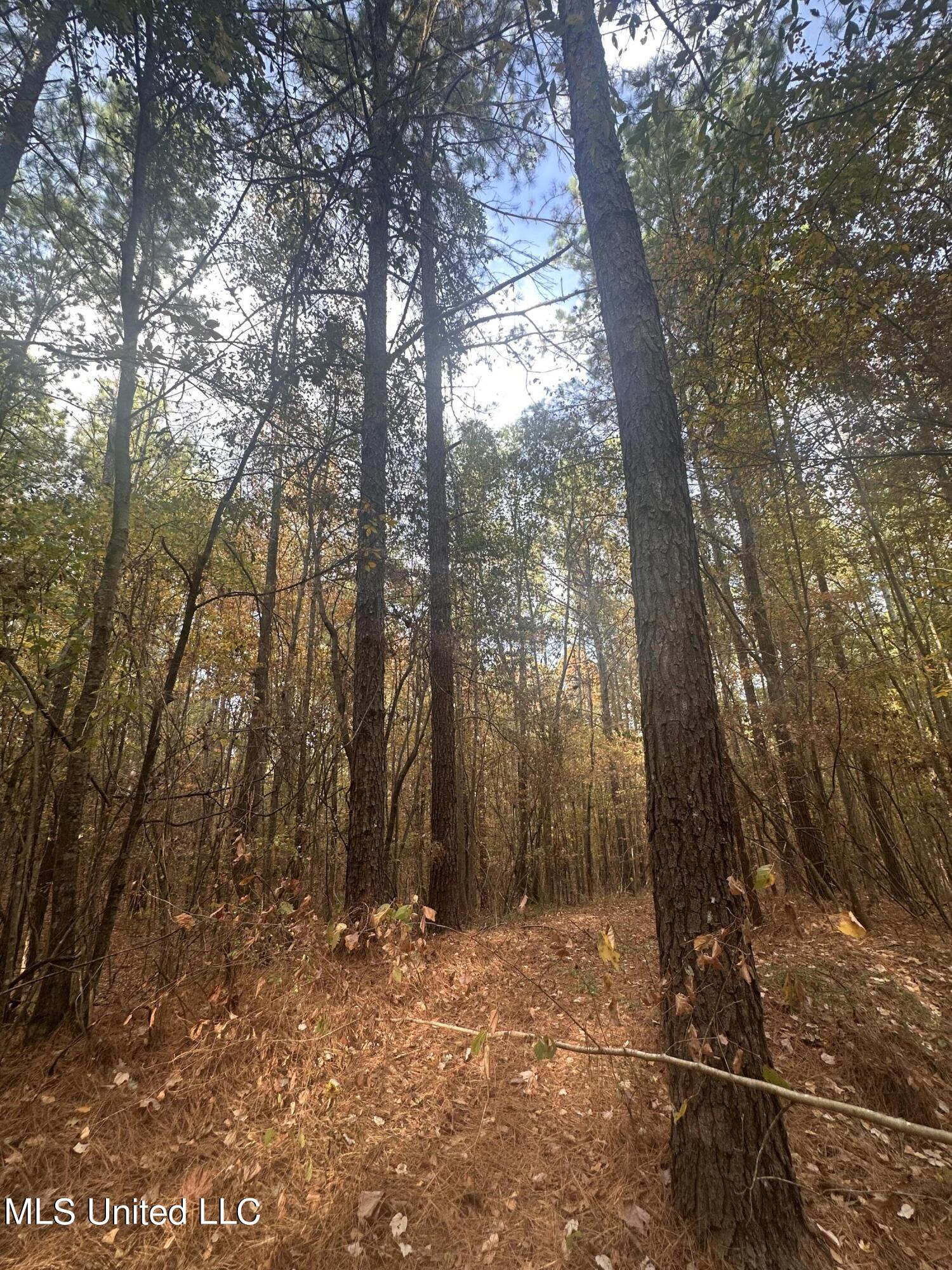0 Salem Road Hazlehurst, MS 39083 - Photo 10 of 17 IMG_3272