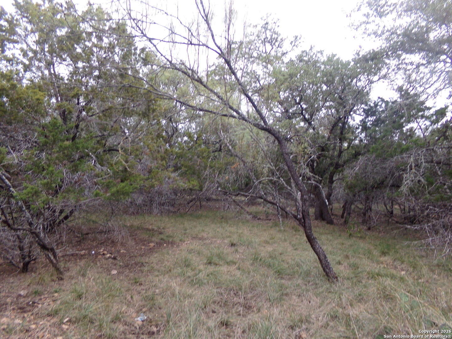 a view of a forest with trees in the background