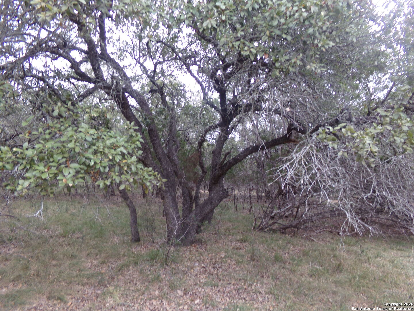 885 Mountain Valley Road Concan, TX 78838 - Photo 3 of 3 a view of forest