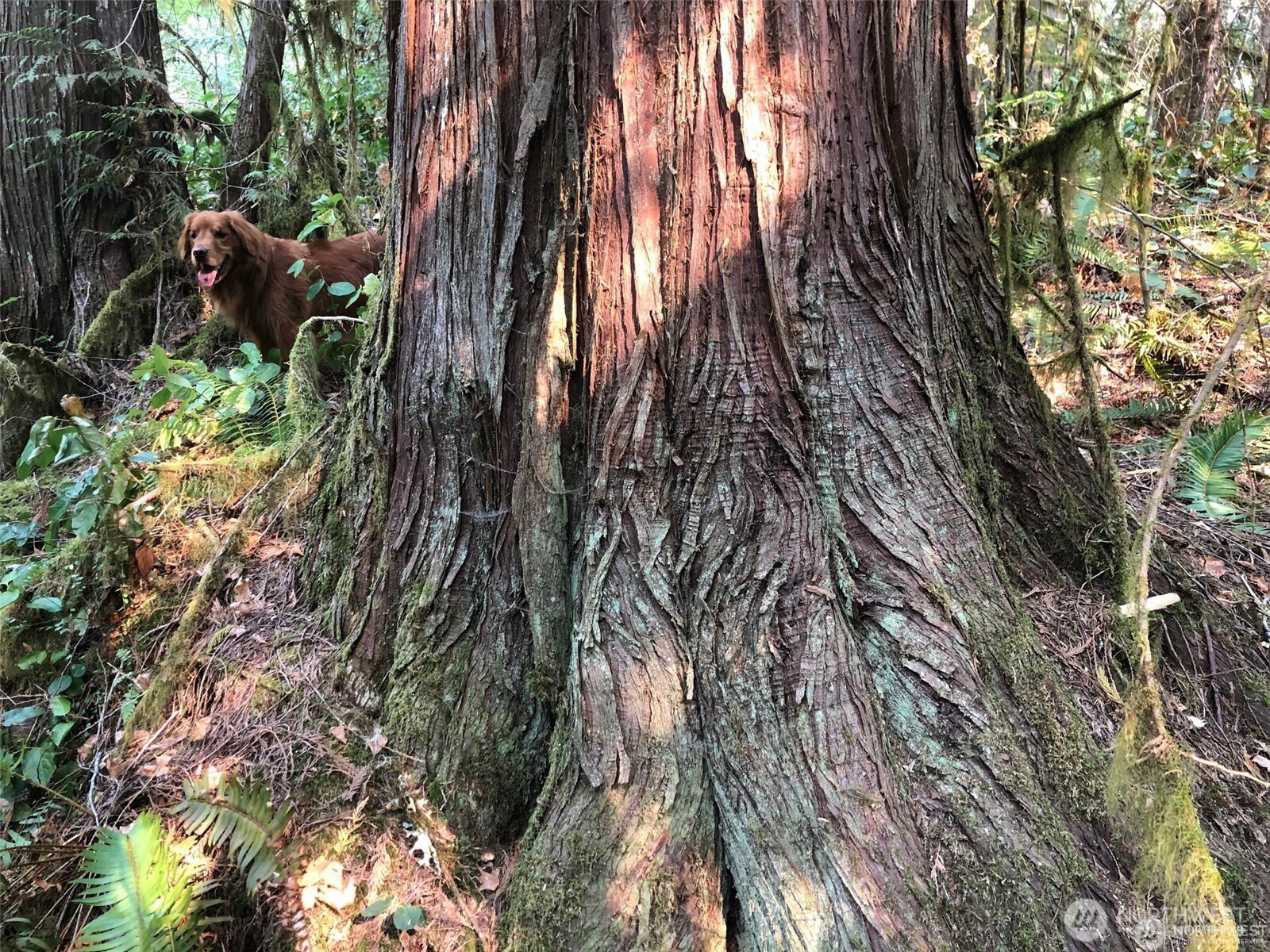 7530 Powerline Road Marblemount, WA 98267 - Photo 6 of 13 a backyard of a house with lots of plants and tree