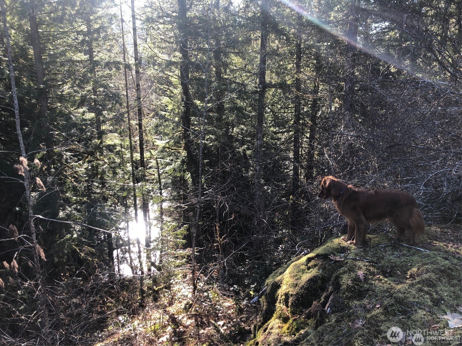 7530 Powerline Road Marblemount, WA 98267 - Photo 7 of 13 a backyard of a house
