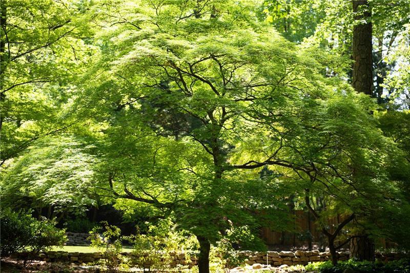 4615 Northside Drive Northwest Atlanta, GA 30327 - Photo 60 of 69 a view of a tree