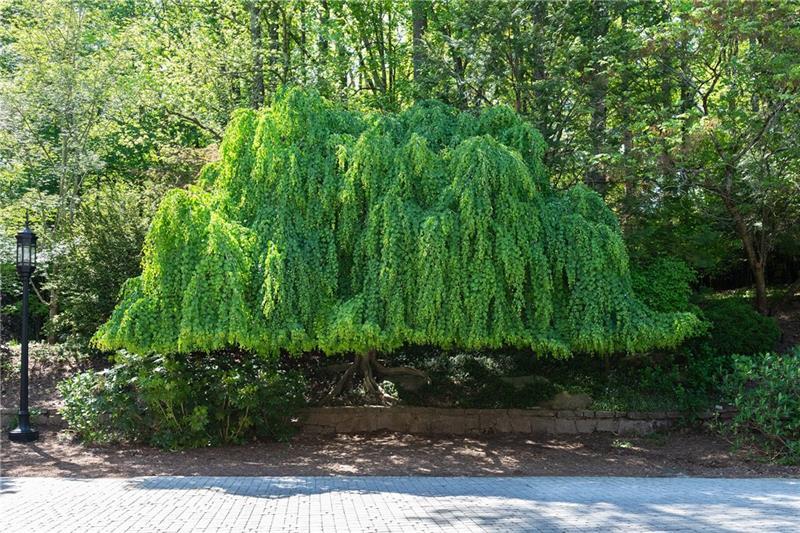 4615 Northside Drive Northwest Atlanta, GA 30327 - Photo 62 of 69