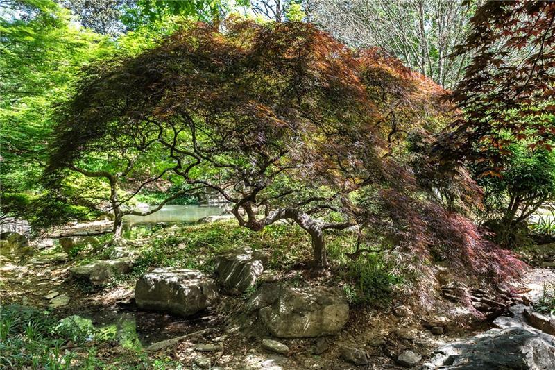 4615 Northside Drive Northwest Atlanta, GA 30327 - Photo 63 of 69 a view of a tree