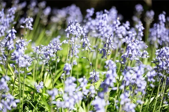 $22,500,000 | 4615 Northside Drive Northwest, Atlanta, GA 30327