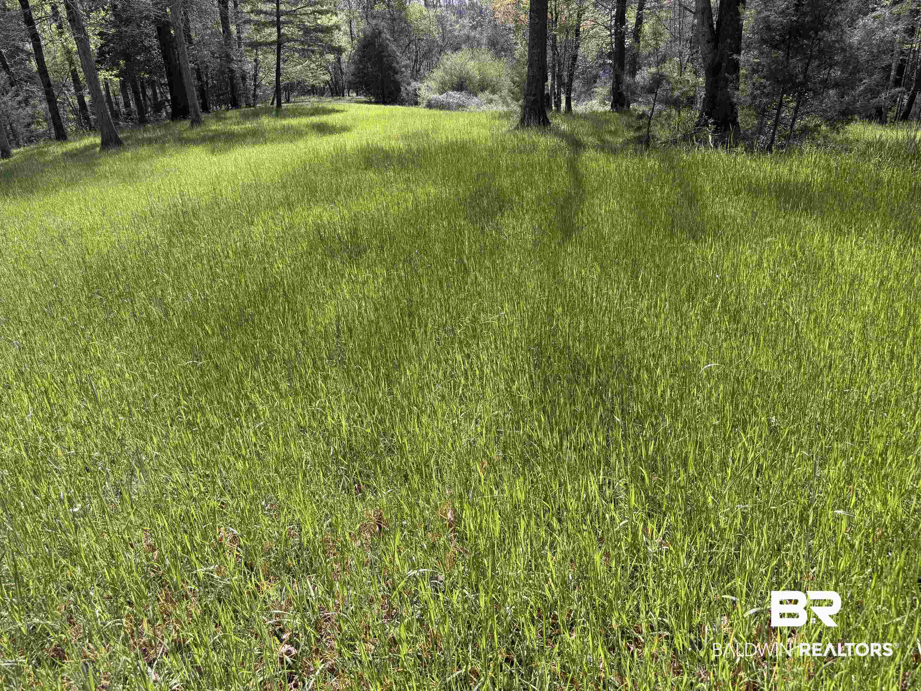 516 Mill Creek Road Frisco City, AL 36445 - Photo 14 of 32 View of local wilderness