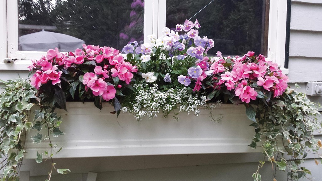 131 Dunster Road Boston, MA 02130 - Photo 8 of 13 a view of a flower