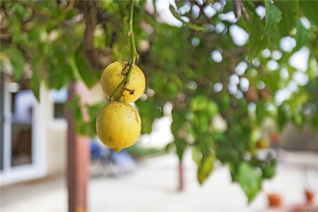 1936 Skywood Street Brea, CA 92821 - Photo 23 of 32 a view of trees