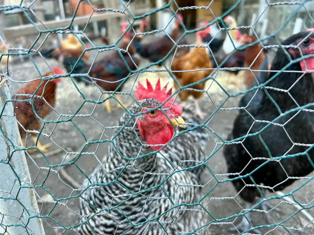 $150,000 | 114 Hollow Point Lane, Cottageville, SC 29435