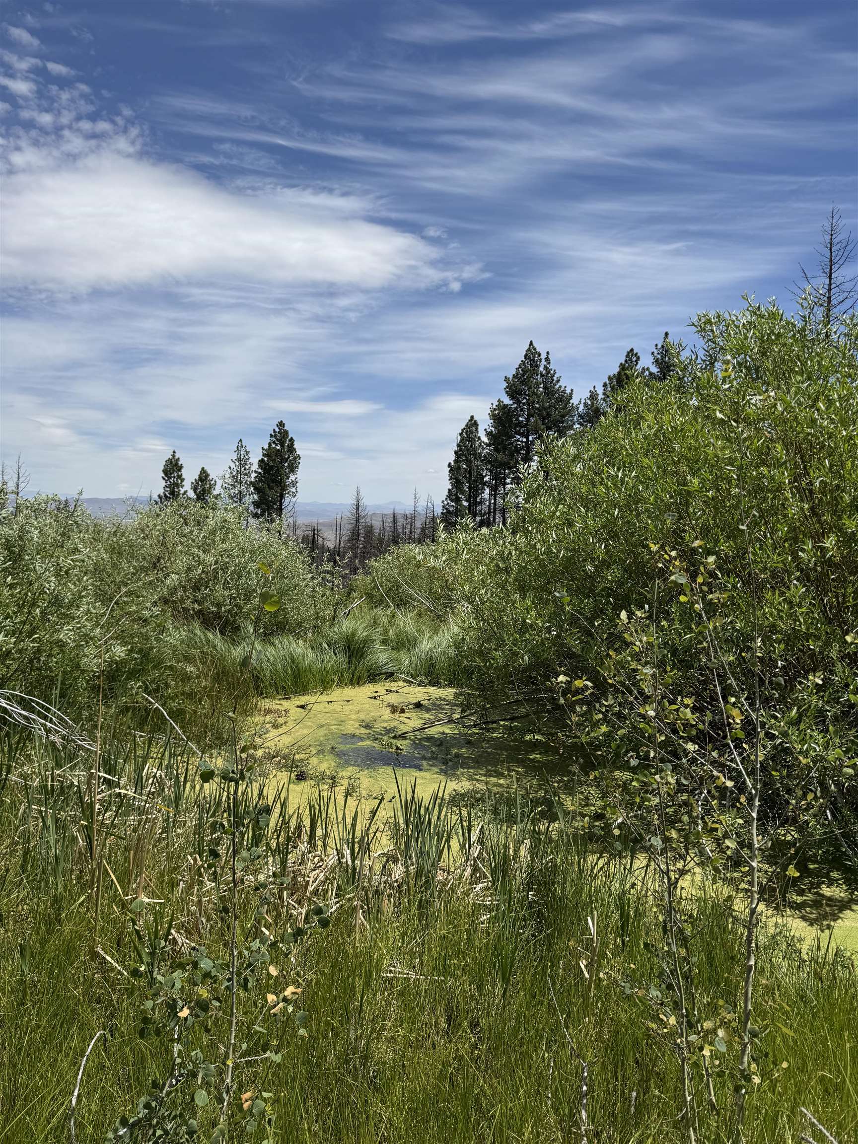 434-100 Diamond Mountain Road Doyle, CA 96109 - Photo 50 of 57