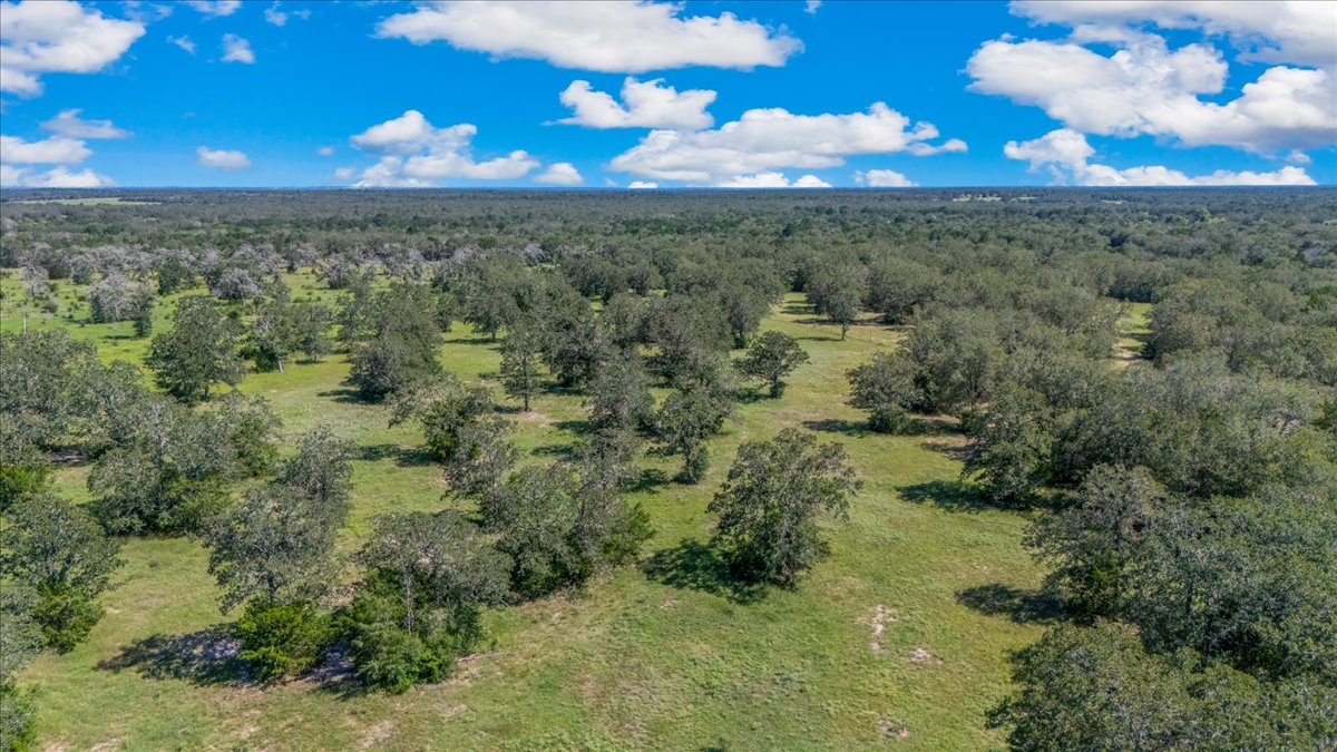 Drone / aerial view of a forest