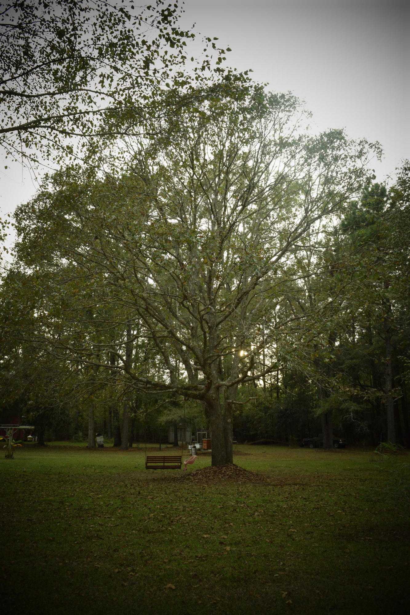 140 Rogers Branch Road Ridgeville, SC 29472 - Photo 38 of 41 DSC_0593