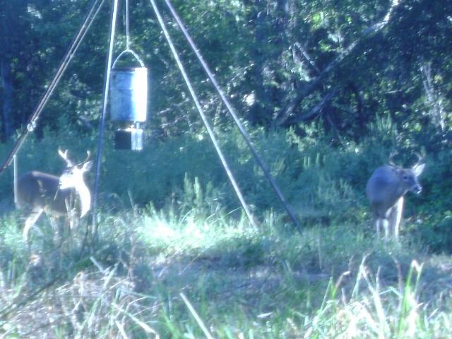 3543 County Road 3543 Saltillo, TX 75478 - Photo 4 of 13 Feeder and young bucks.