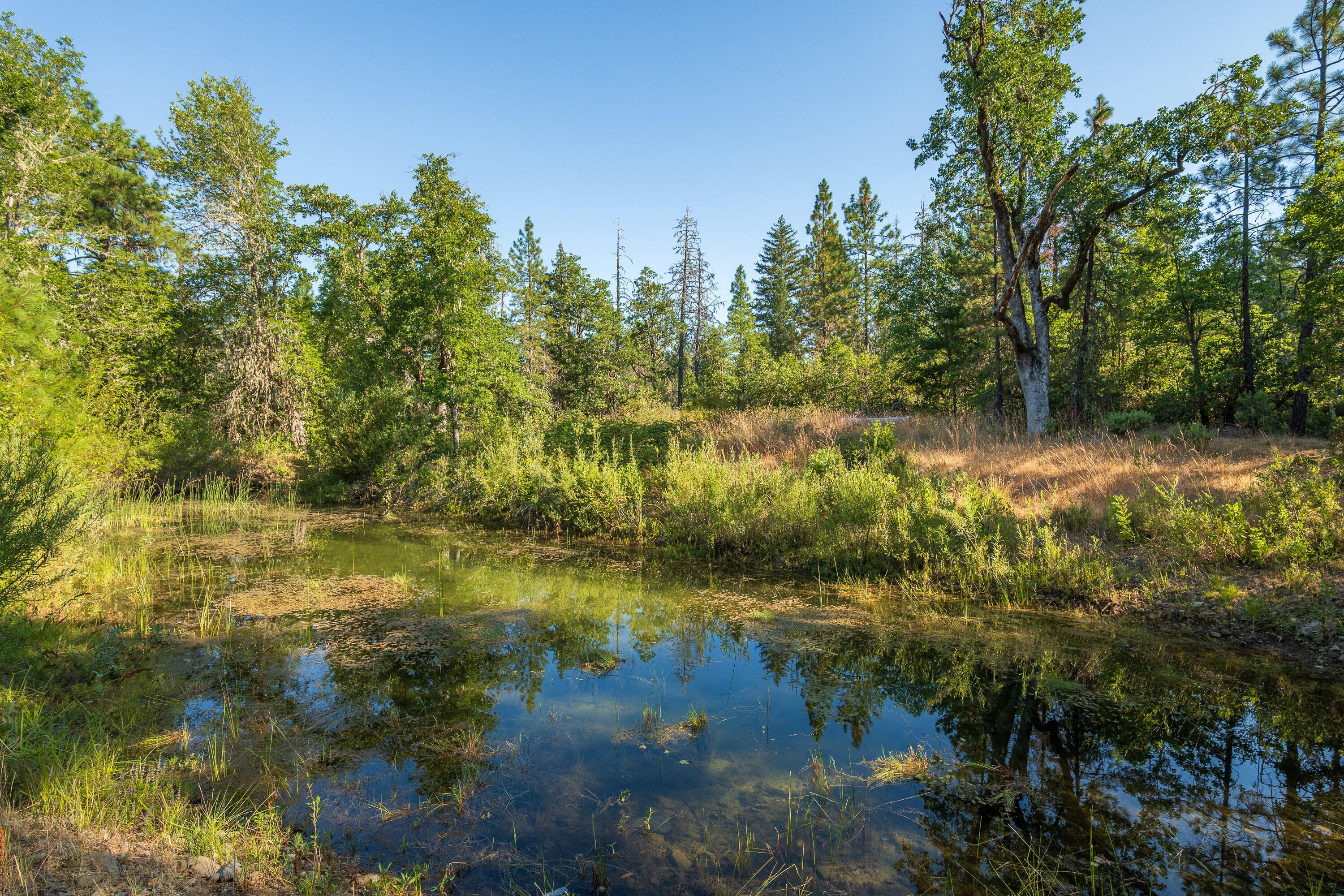 1257 Ridge Vista Drive Cave Junction, OR 97523 - Photo 6 of 26 1257RidgeVistaDr-004