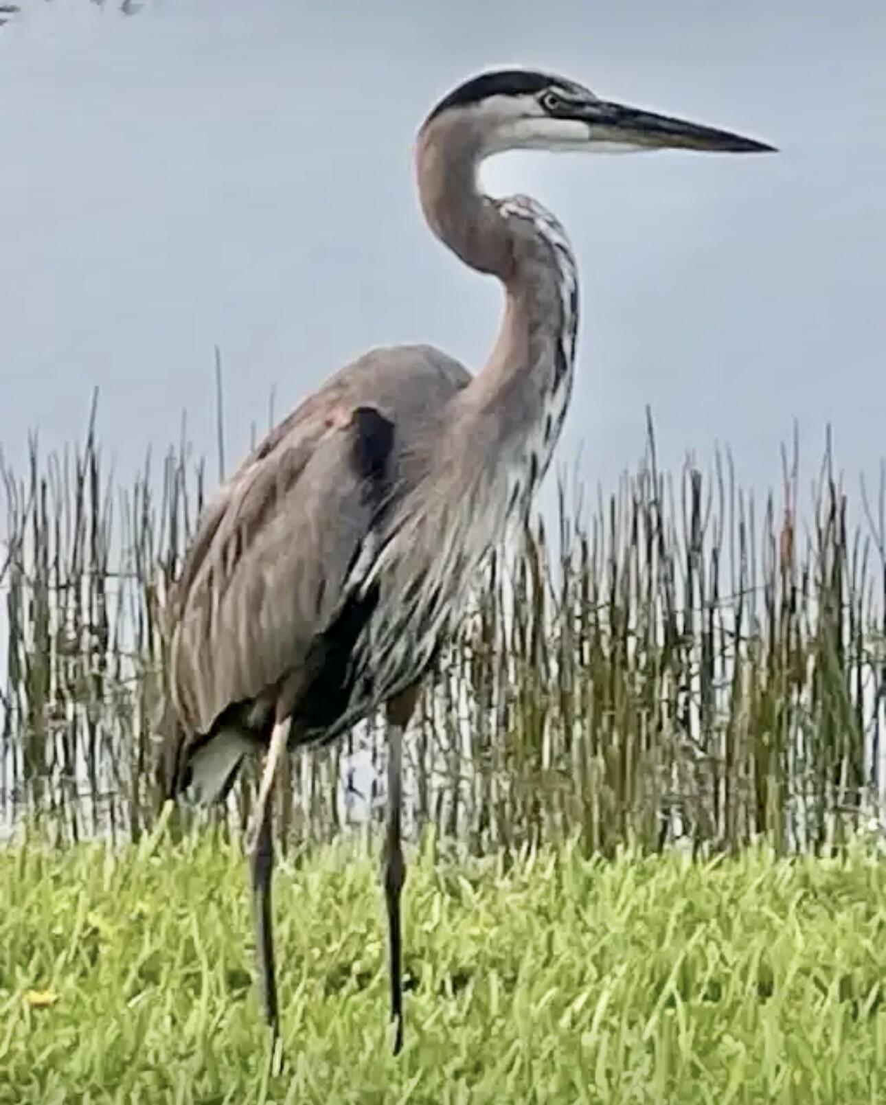 7647 Red River Road West Palm Beach, FL 33411 - Photo 72 of 95 GREAT BLUE HERON