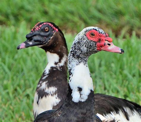 7647 Red River Road West Palm Beach, FL 33411 - Photo 73 of 95 MUSCOVY DUCKS