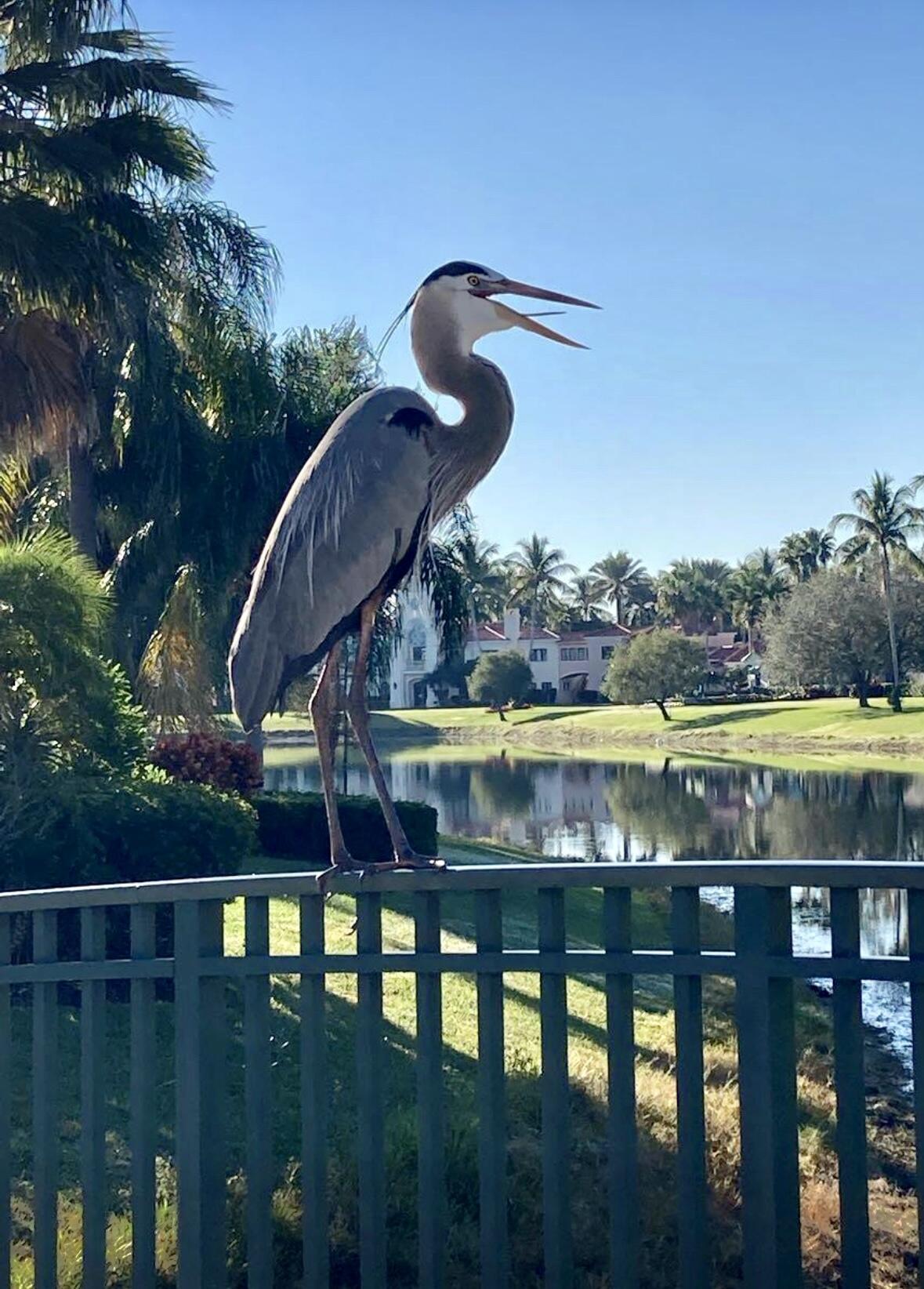 7647 Red River Road West Palm Beach, FL 33411 - Photo 74 of 95 GREAT BLUE HERON