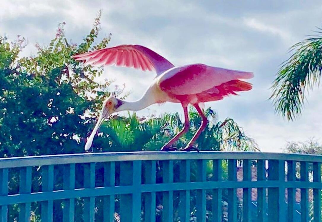 7647 Red River Road West Palm Beach, FL 33411 - Photo 75 of 95 ROSEATE SPOONBILL