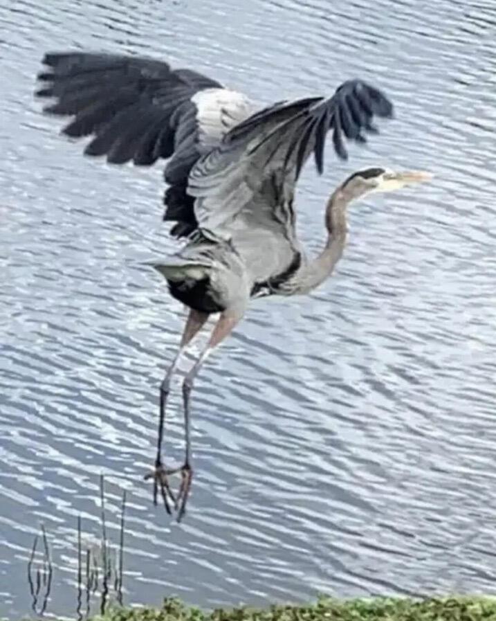 7647 Red River Road West Palm Beach, FL 33411 - Photo 76 of 95 SAND CRANE