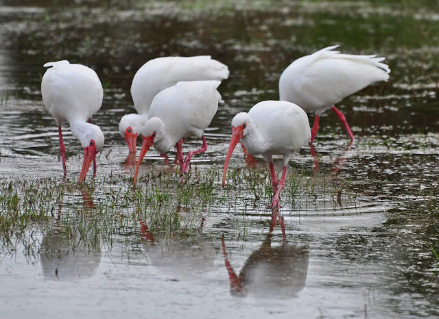 7647 Red River Road West Palm Beach, FL 33411 - Photo 77 of 95 IBIS