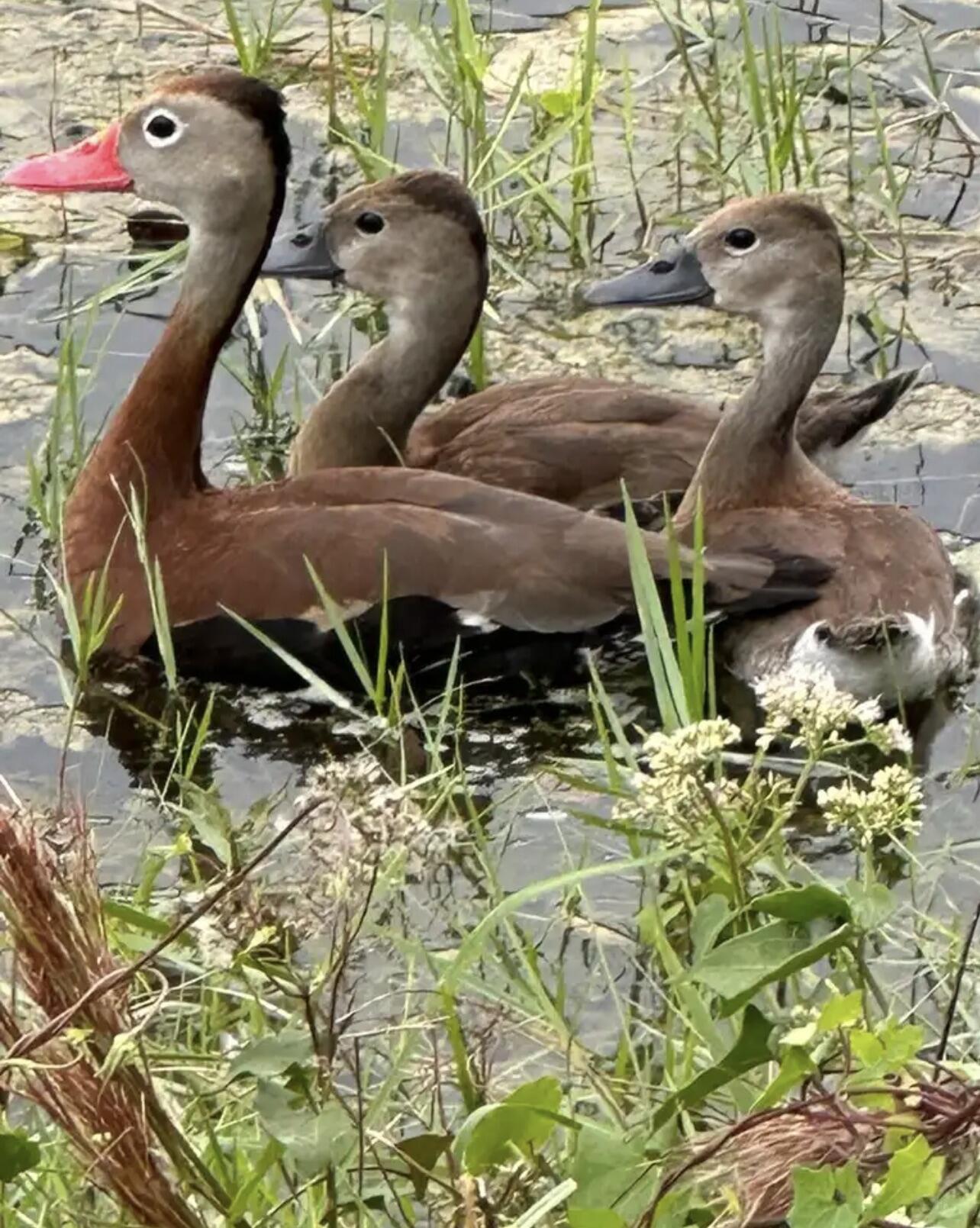 7647 Red River Road West Palm Beach, FL 33411 - Photo 78 of 95 WHISTLING DUCKS
