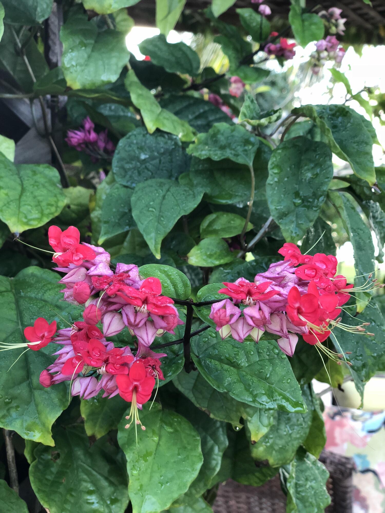 7647 Red River Road West Palm Beach, FL 33411 - Photo 79 of 95 EXOTIC FLOWERS