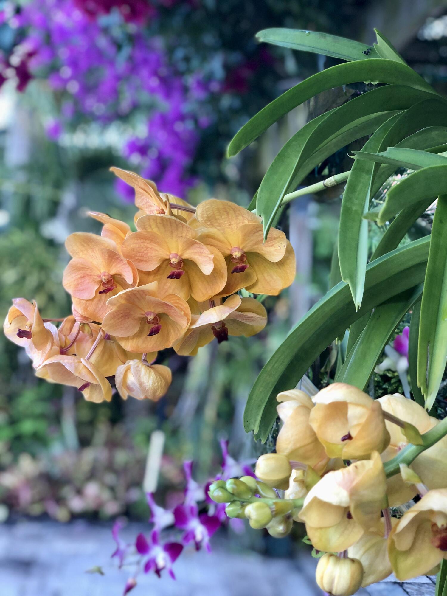 7647 Red River Road West Palm Beach, FL 33411 - Photo 80 of 95 EXOTIC FLOWERS