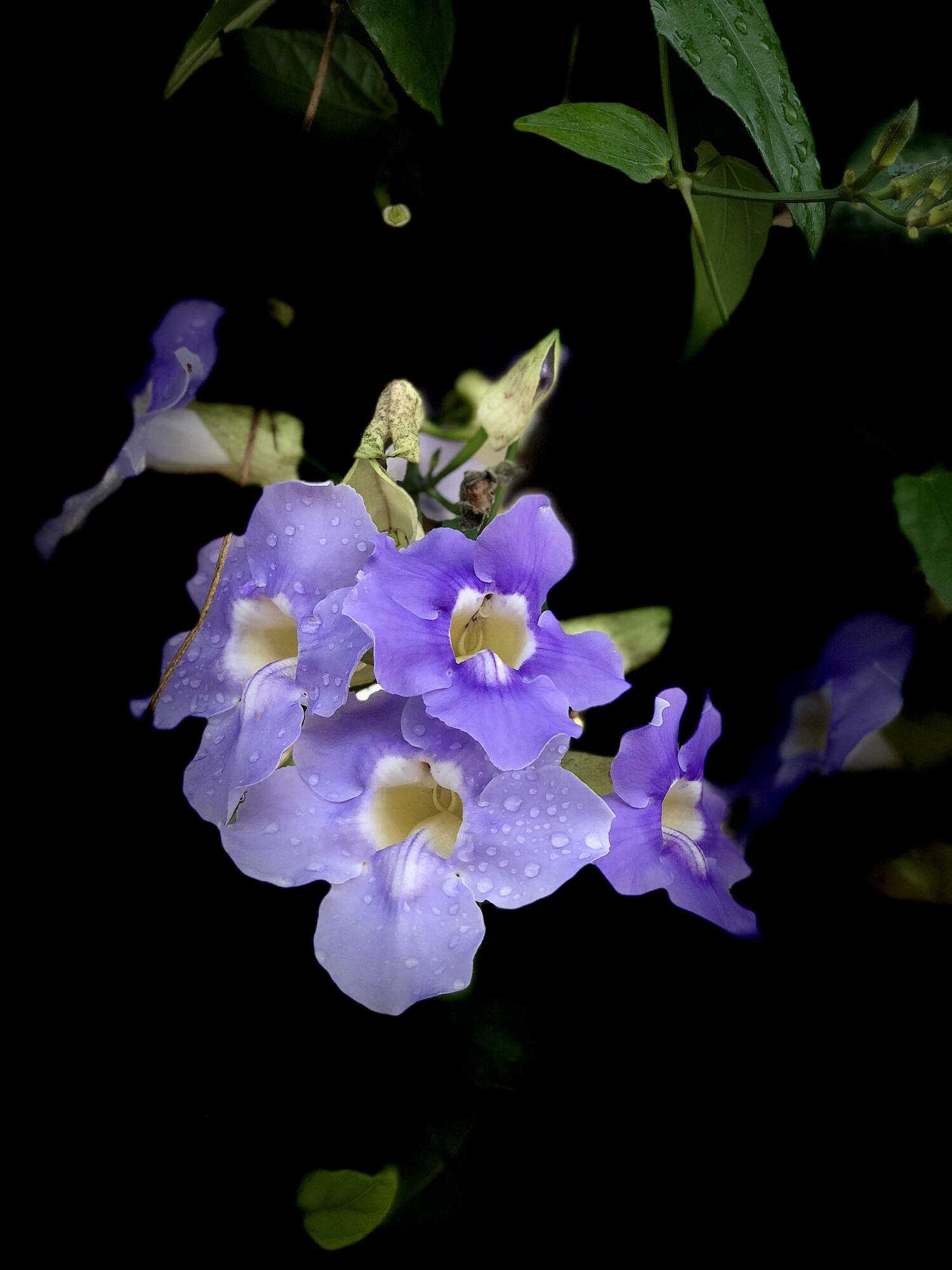 7647 Red River Road West Palm Beach, FL 33411 - Photo 81 of 95 EXOTIC FLOWERS