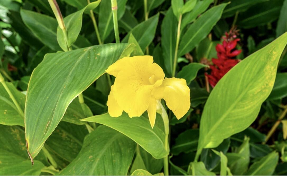 7647 Red River Road West Palm Beach, FL 33411 - Photo 83 of 95 EXOTIC FLOWERS