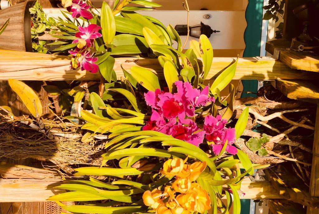 7647 Red River Road West Palm Beach, FL 33411 - Photo 85 of 95 EXOTIC FLOWERS