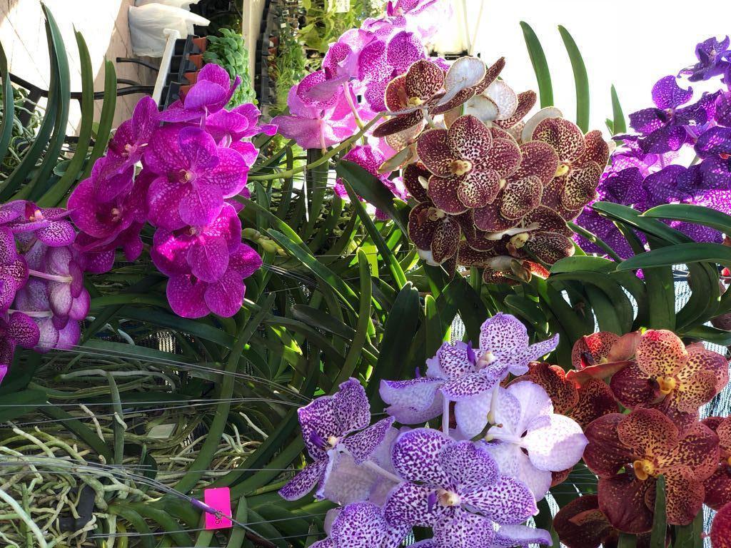 7647 Red River Road West Palm Beach, FL 33411 - Photo 86 of 95 EXOTIC FLOWERS