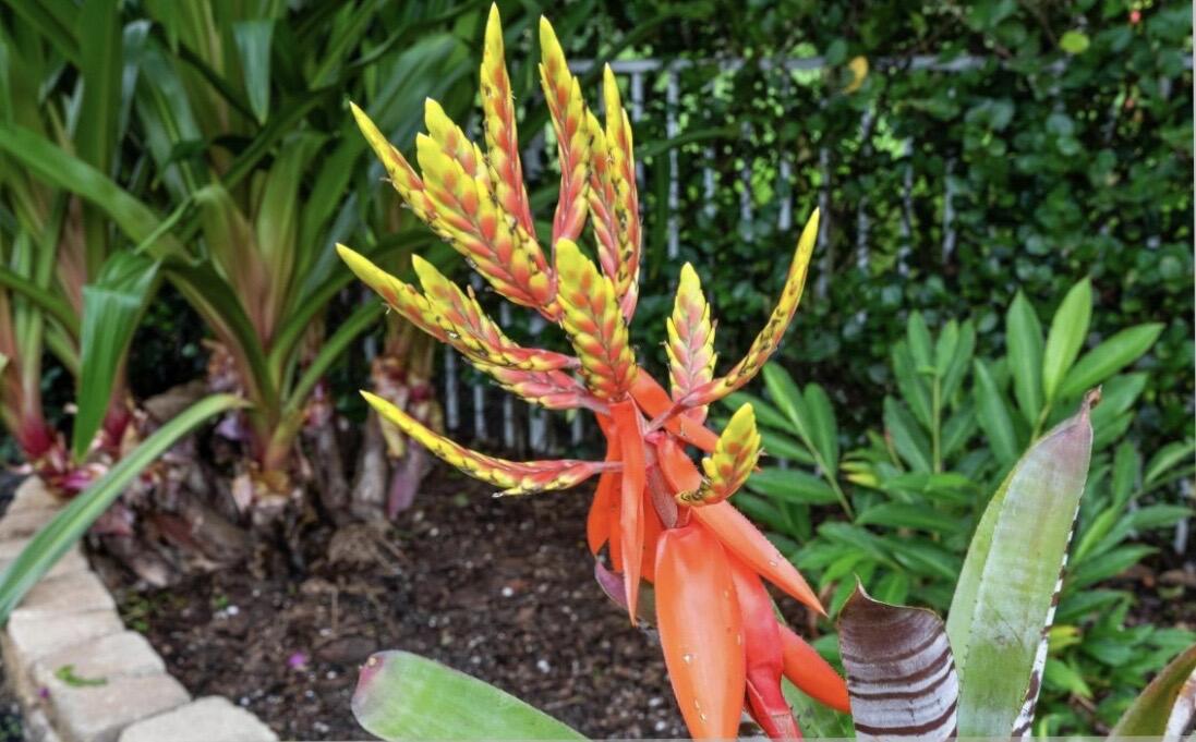 7647 Red River Road West Palm Beach, FL 33411 - Photo 88 of 95 EXOTIC FLOWERS