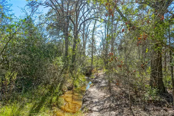 a view of a forest with trees