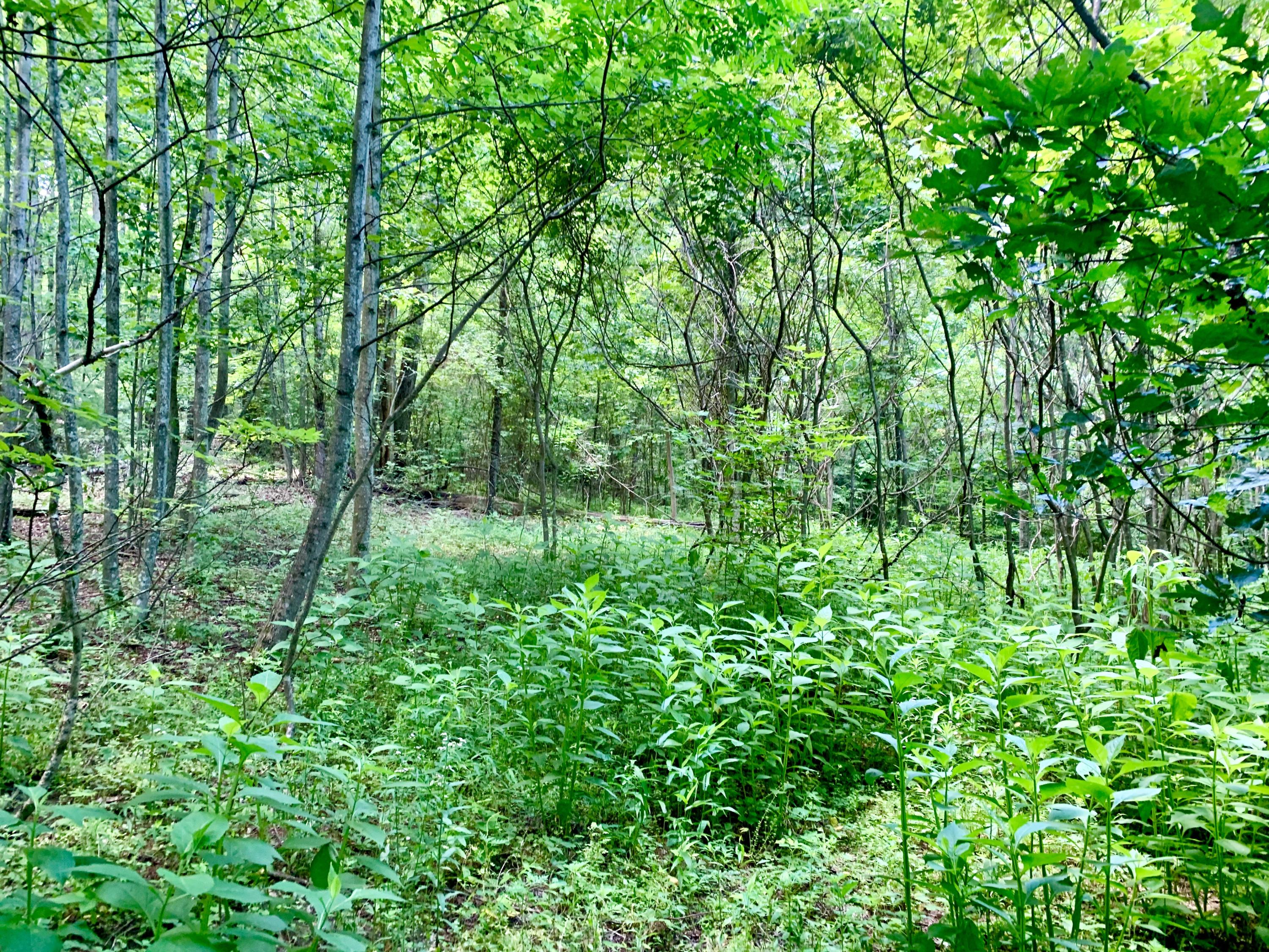 404 Cassi Road Chuckey, TN 37641 - Photo 11 of 40 IMG_0988