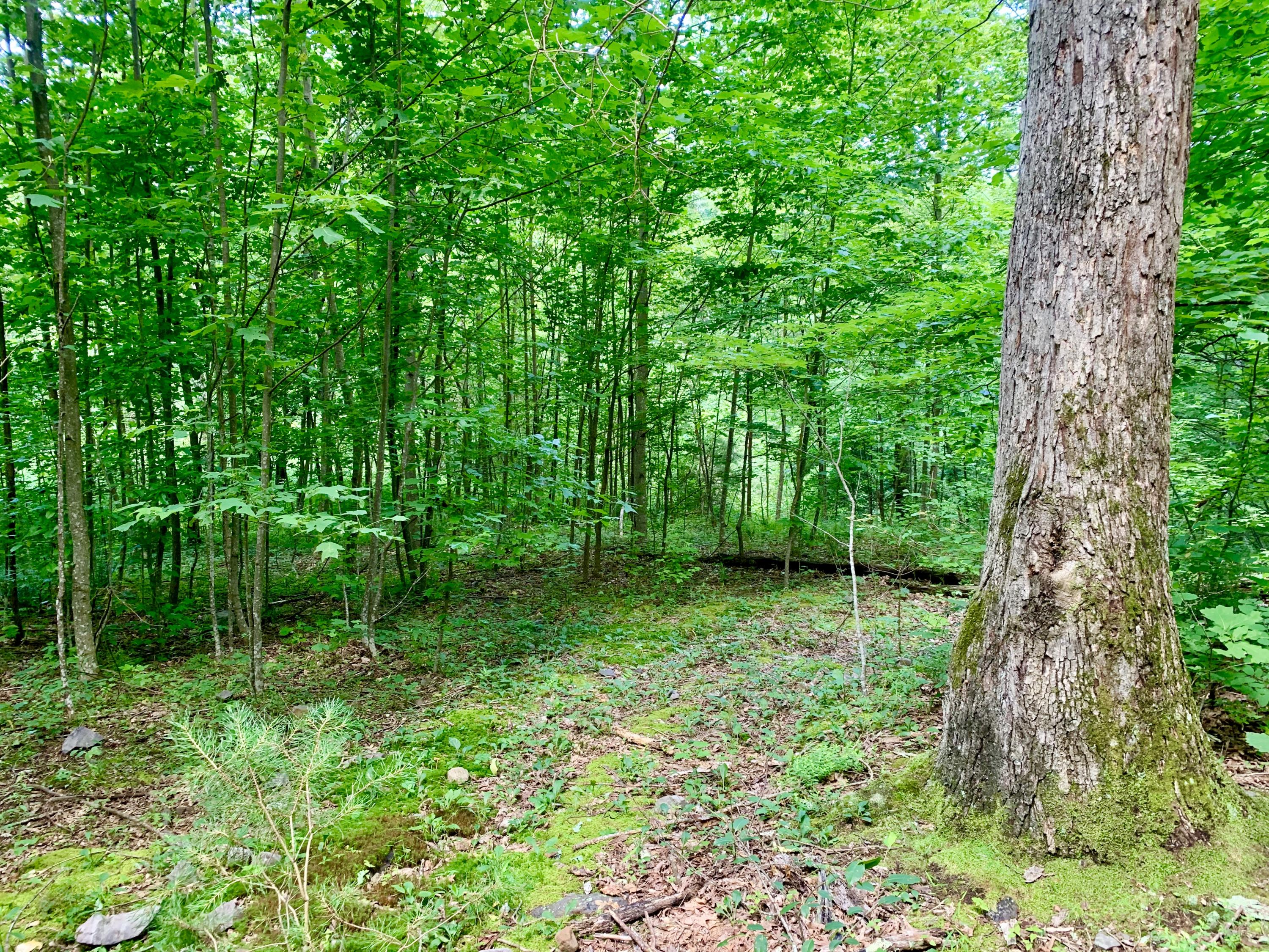 404 Cassi Road Chuckey, TN 37641 - Photo 12 of 40 IMG_0990