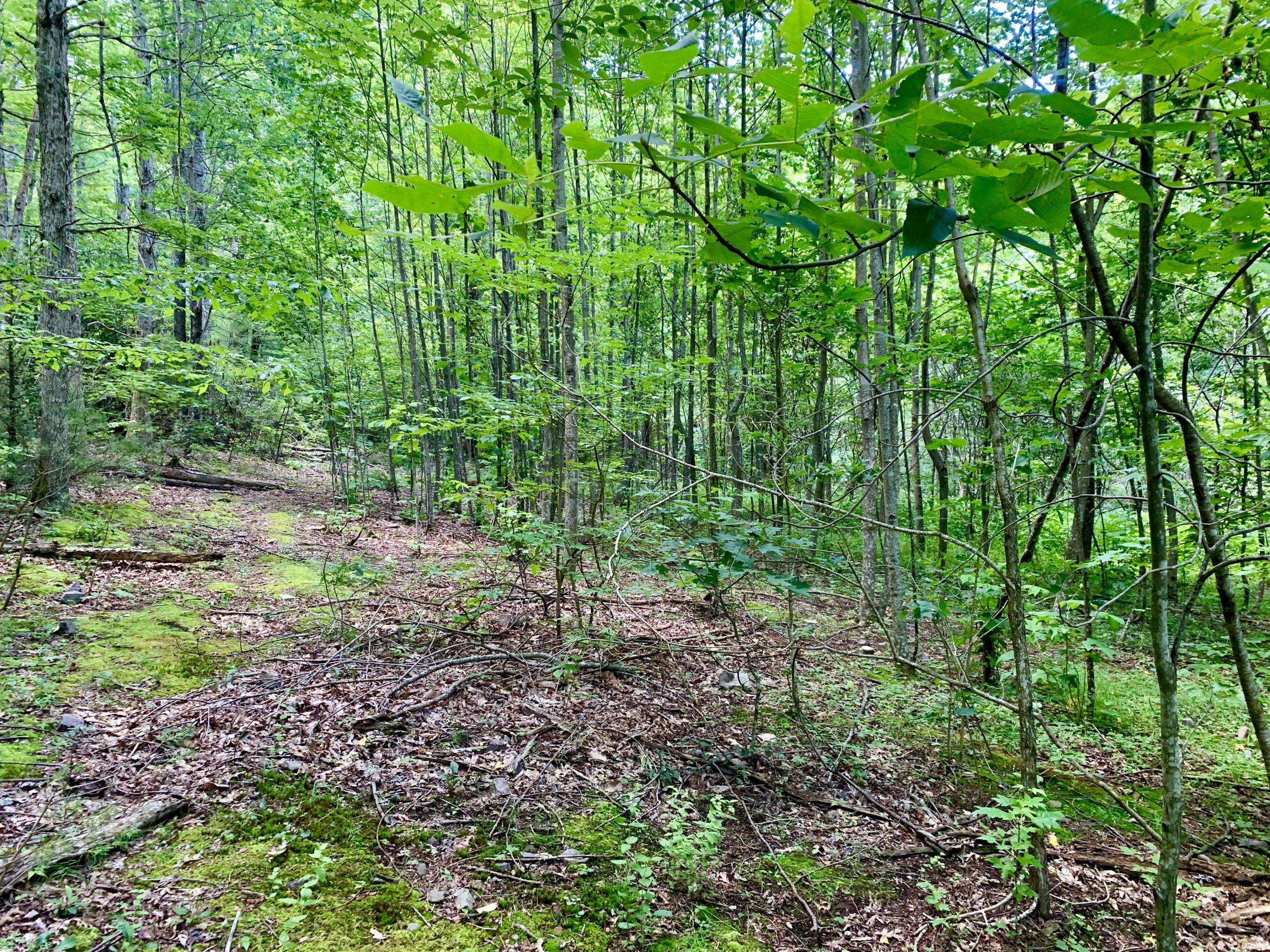 404 Cassi Road Chuckey, TN 37641 - Photo 14 of 40 IMG_0992