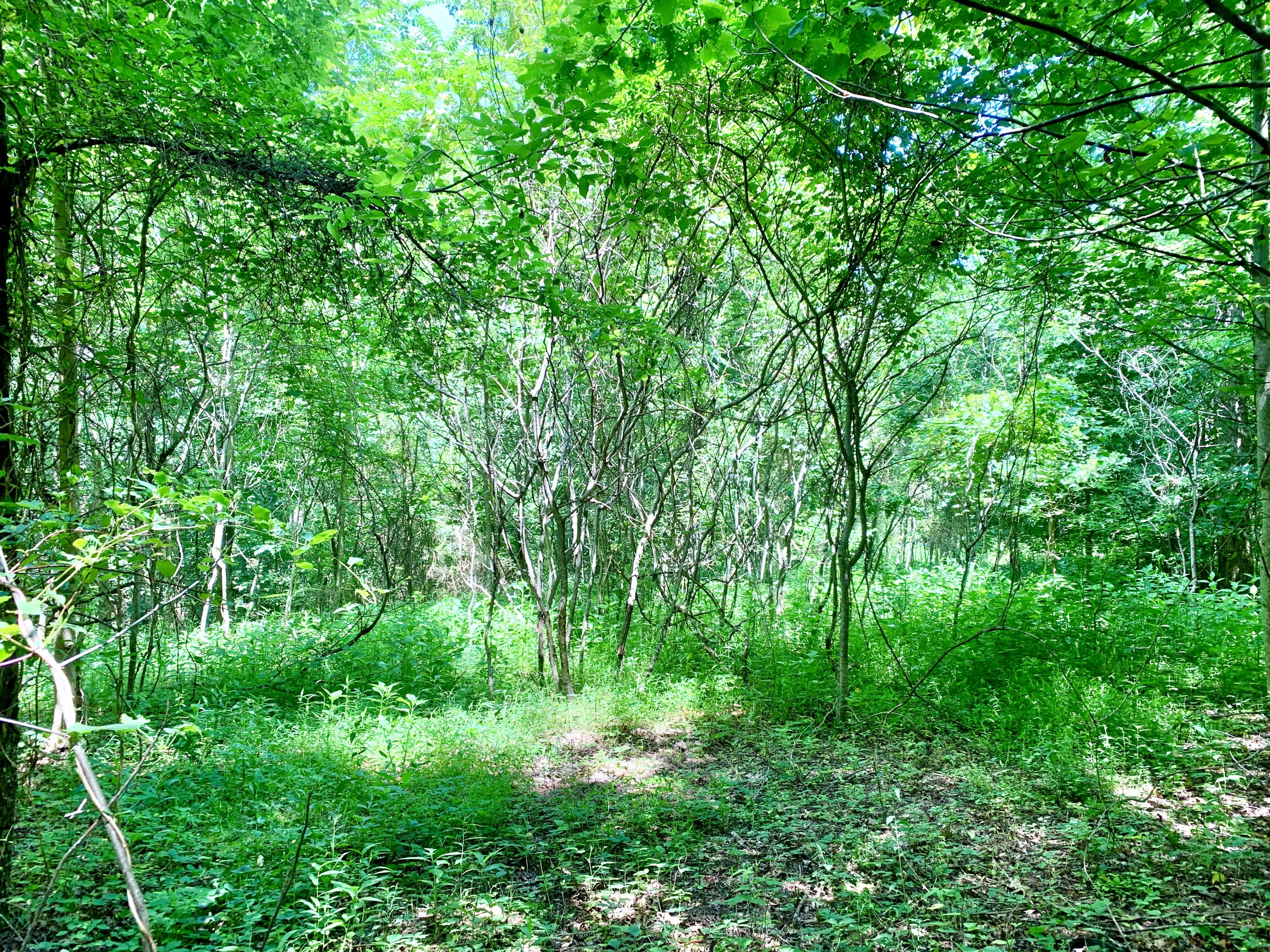404 Cassi Road Chuckey, TN 37641 - Photo 15 of 40 IMG_0993